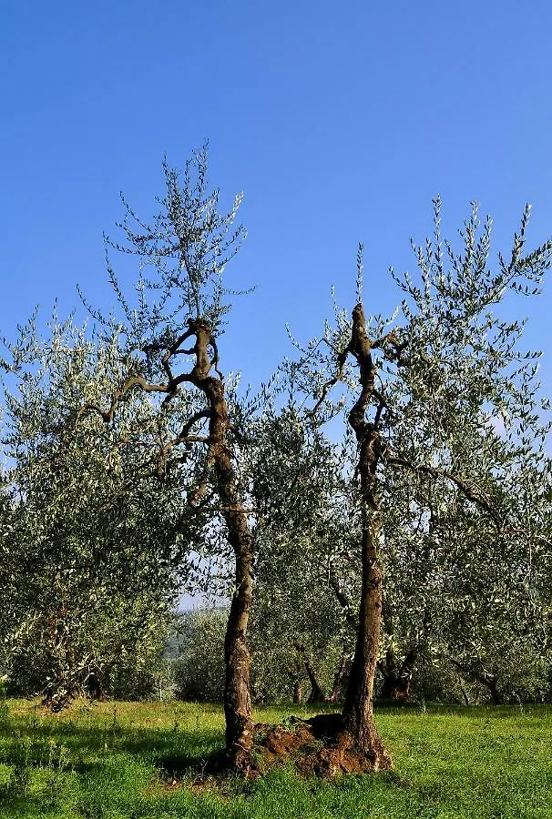 Agriturismo Il Pino - Appartamento Ginepro Gambassi Terme Italy